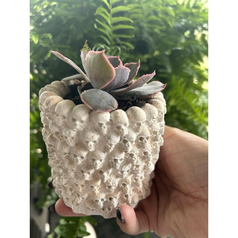 Skull Concrete Planter – Handmade Cement Succulent Pot, Handmade In Texas - Picture 7 of 11